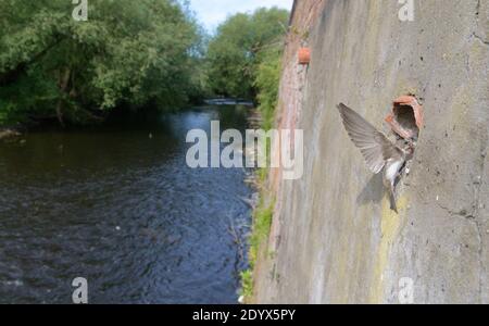 Les martins de sable (Riparia riparia) nichent dans de vieux tuyaux de drainage le long des murs de soutènement de la rivière Mersey. Greater Manchester, Royaume-Uni. Poussins d'alimentation pour adultes Banque D'Images