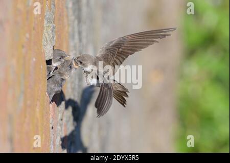 Les martins de sable (Riparia riparia) nichent dans de vieux tuyaux de drainage le long des murs de soutènement de la rivière Mersey. Greater Manchester, Royaume-Uni. Poussins d'alimentation pour adultes Banque D'Images