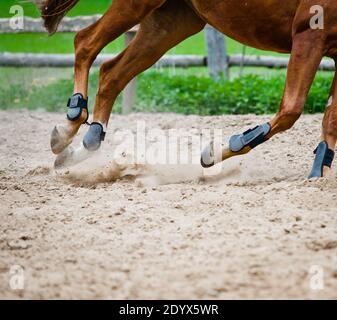 entraînement à cheval dans le paddock gros plan sur les sabots Banque D'Images