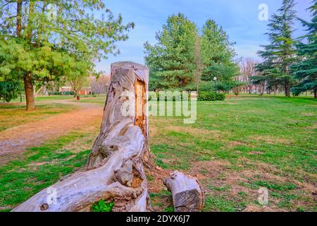 Un immense morceau de bois ou un corps d'arbre séché décoratif et de forme naturelle sur le sol avec un arbre vert, un chemin de course et un fond de cour d'herbe. Banque D'Images