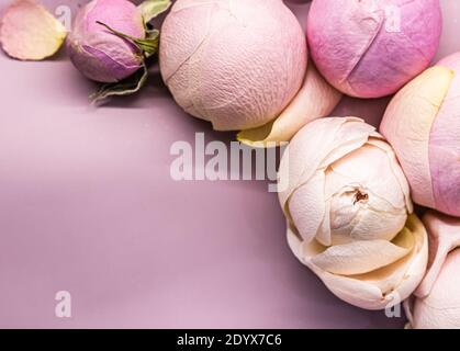 Boutons de fleurs roses sur fond rose. Toile de fond de fleurs macro pour le design de la marque des fêtes Banque D'Images