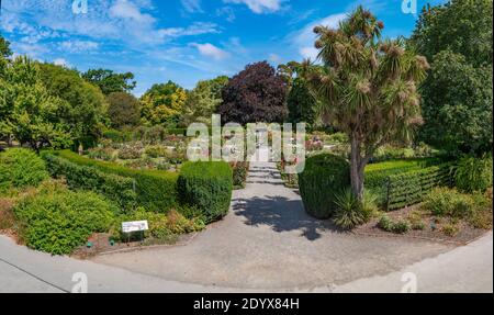 Jardin de roses au jardin botanique de Christchurch en Nouvelle-Zélande Banque D'Images