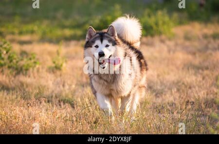 malamute d'Alaska tournant sur un terrain Banque D'Images