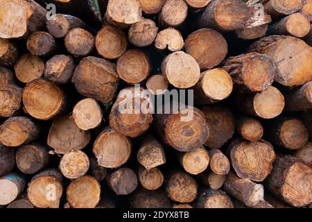 Pins forestiers dans un tas de troncs de bois prêt pour l'industrie forestière du bois. Banque D'Images