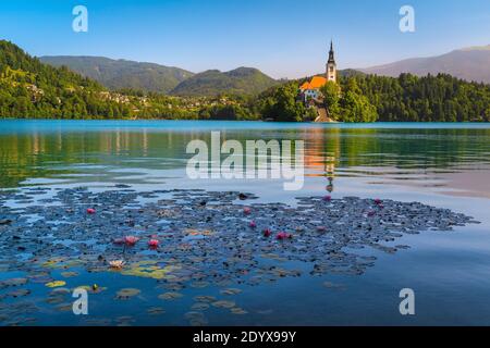 Des fleurs de lotus roses fleurissent sur le lac. Admirable fleurs de nénuphars et église de pèlerinage sur la petite île en arrière-plan, lac Bled, Slovénie, EUR Banque D'Images