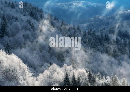 Vue aérienne de la magnifique forêt mixte avec brouillard en hausse en hiver. Nature, foresterie et environnement. Banque D'Images