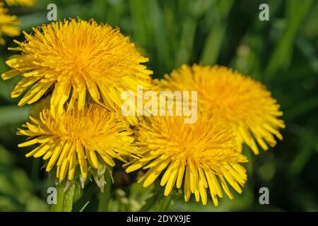 Pissenlit en fleur, Taraxacum, en gros plan Banque D'Images