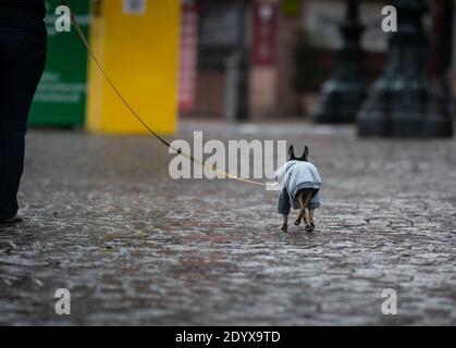 28 décembre 2020, Hessen, Francfort-sur-le-main: Sur la laisse de son propriétaire, un petit ami à quatre pattes dans un chien à sabots marche à travers le Römerberg, qui était désert. Photo: Frank Rumpenhorst/dpa Banque D'Images