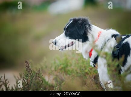 bordure noire et blanche collie dans les champs d'été Banque D'Images