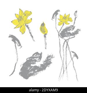 Ensemble de fleurs et de feuilles de lotus dessinées à la main, en gris et jaune. Arrière-plan blanc. Aquarelle. Vecteur de brut Illustration de Vecteur