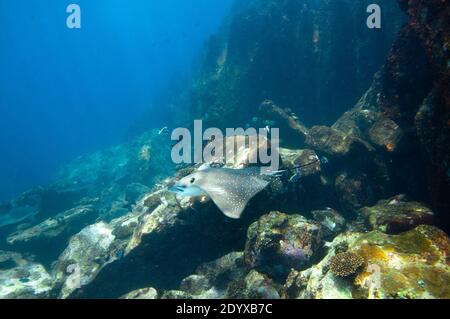 Aigle Ray Whitespoted (Aetobatus ocellatus) nageant entre les roches du récif Banque D'Images