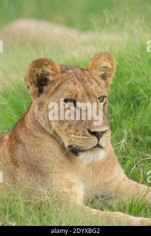 Lioness africain (Panthera leo). Digne, confiant, inclinable mais pleinement conscient, concentré sur les mouvements de la vie, dans le territoire immédiat, l'environnement. Banque D'Images