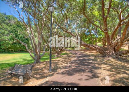 Auckland Domain Park en Nouvelle-Zélande Banque D'Images