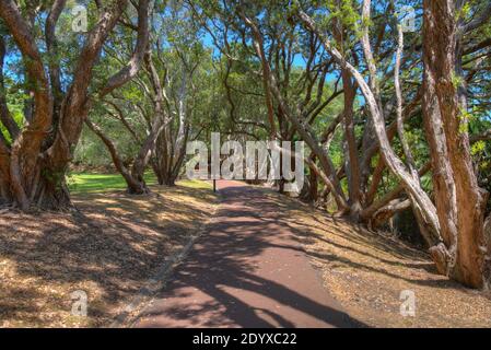 Auckland Domain Park en Nouvelle-Zélande Banque D'Images