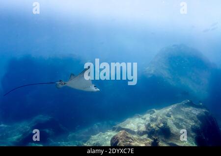 Aigle Ray Whitespoted (Aetobatus ocellatus) nageant entre les roches du récif Banque D'Images