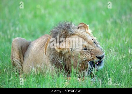 Lion africain (Panthera leo). Homme plus âgé. Un seul, seul, de récupération pour les produits alimentaires, avec maintenant les dents usées imparfaites. Banque D'Images