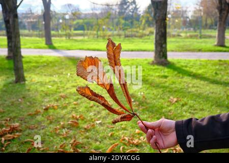 Feuille jaune énorme et séchée tenant à la main avec fond vert de parc. Thème de l'automne Banque D'Images