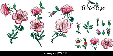 Un ensemble de compositions florales vectorielles. Rose. Rose. Illustration de Vecteur
