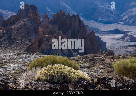 Arbustes rétroéclairés et les Roques de Garcia dans le parc national, Las Canadas del Teide, Tenerife, Iles Canaries, Espagne Banque D'Images