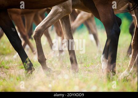 chevaux en été, pâturage, vue sur les sabots Banque D'Images