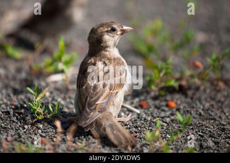 Une petite maison d'oiseaux sparrow se trouve sur sa queue, à l'extérieur de la pièce, photo horizontale Banque D'Images