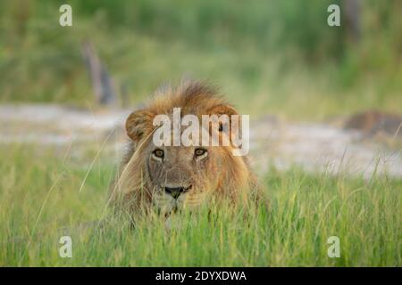 Lion africain (Panthera leo). Partiellement caché derrière la végétation, observation, arpentage, paysage local. Sexuellement disporphique, pelage, avec ma à poil long Banque D'Images