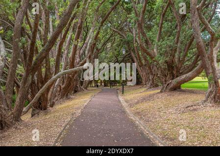 Auckland Domain Park en Nouvelle-Zélande Banque D'Images