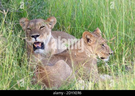 Lioness derrière, et un grand cub (Panthera leo), à la recherche de l'ombre dans l'ombre de la végétation broussailles du milieu de la journée soleil. Banque D'Images
