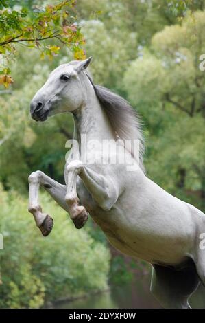 élevage de chevaux blanc orlov Banque D'Images