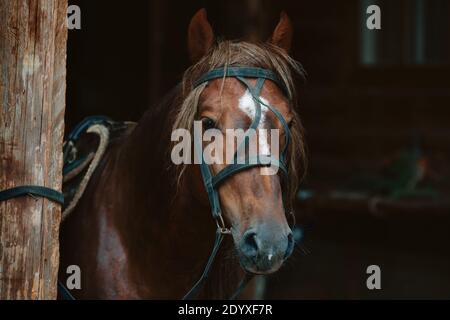 Belle face d'un cheval dans le harnais. Thème animal avec espace à copier Banque D'Images