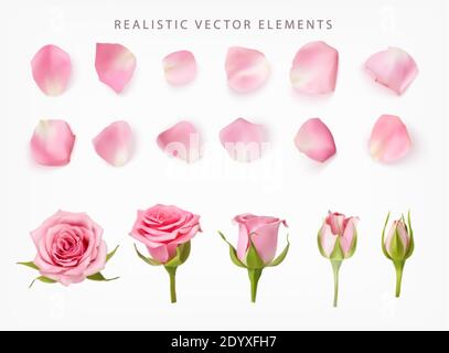 Ensemble d'éléments vectoriels réalistes de roses roses. Pétales roses de rose, de bourgeon et d'une fleur ouverte isolés sur du blanc. Illustration de Vecteur