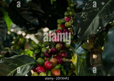 Gros plan de baies de café ou de grains de café colorés une plantation de café Banque D'Images