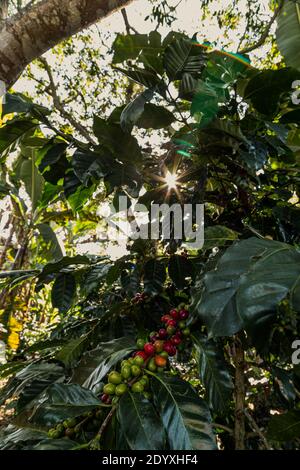 Une dose verticale de baies de café ou de grains de café colorés se forme sous le soleil éclatant Banque D'Images