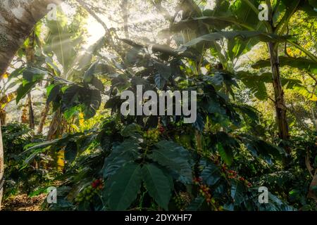 Des baies de café ou des haricots mûrissent sous le soleil éclatant de Xico, Veracruz, Mexique Banque D'Images