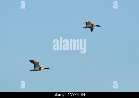 Couple de pavanas communs (Tadorna tadorna) volant contre un ciel bleu dans le Parc naturel de ses Salines (Formentera, Iles Baléares, Espagne) Banque D'Images