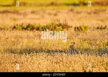 Lapin européen (Oryctolagus cuniculus) entouré de plantain méditerranéen en fleurs (Plantago lagopus) (Parc naturel de ses Salines, Formentera, Espagne) Banque D'Images