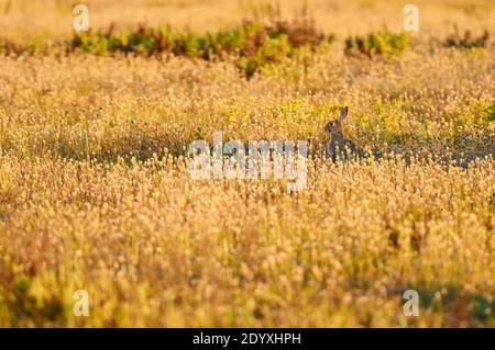 Lapin européen (Oryctolagus cuniculus) entouré de plantain méditerranéen en fleurs (Plantago lagopus) (Parc naturel de ses Salines, Formentera, Espagne) Banque D'Images