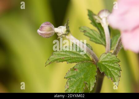 Bouton de fleur d'anémone japonaise rose, Anemone x hybrida elegans, tumbleweed japonais ou fleur de vent, gros plan sur un fond vert naturel Banque D'Images