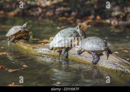 Les tortues (Trachemys scripta) jouent sur une bûche à Park Maksimir, la capitale croate de Zagreb. Les tortues se sont répandues après avoir été libérées un Banque D'Images