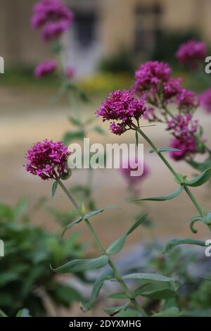 Naturel sauvage trouvé, plantes, feuilles, baies, fleurs et débris d'arbres de la période août-novembre 2020 pendant la dernière et la fin de la saison de floraison. Banque D'Images