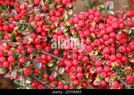 Naturel sauvage trouvé, plantes, feuilles, baies, fleurs et débris d'arbres de la période août-novembre 2020 pendant la dernière et la fin de la saison de floraison. Banque D'Images