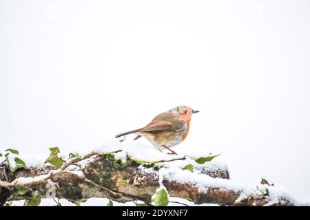 Le robin européen - erithacus rubecula - dans la neige. Banque D'Images