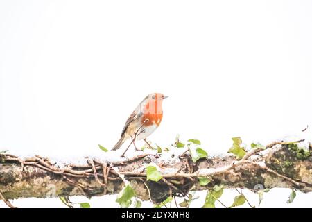 Le robin européen - erithacus rubecula - dans la neige. Banque D'Images