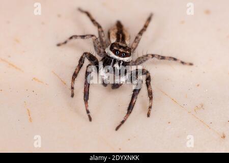 Araignée de saut de mur gris mâle adulte de l'espèce Menemerus bivittatus Banque D'Images