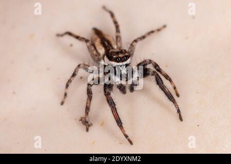 Araignée de saut de mur gris mâle adulte de l'espèce Menemerus bivittatus Banque D'Images