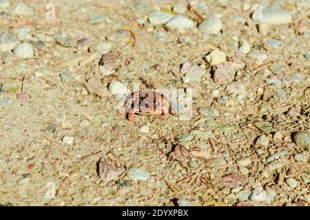 Grenouille Moor assise sur une route de terre. Banque D'Images