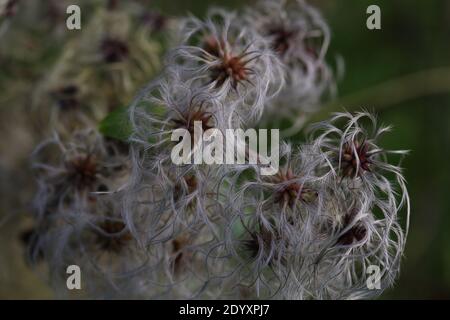 Naturel sauvage trouvé, plantes, feuilles, baies, fleurs et débris d'arbres de la période août-novembre 2020 pendant la dernière et la fin de la saison de floraison. Banque D'Images