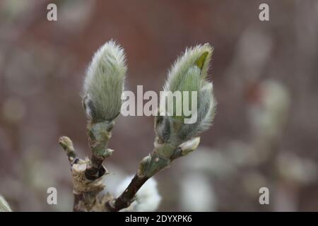 Naturel sauvage trouvé, plantes, feuilles, baies, fleurs et débris d'arbres de la période août-novembre 2020 pendant la dernière et la fin de la saison de floraison. Banque D'Images
