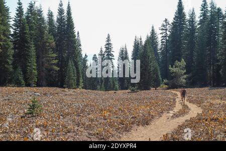 DONNER SUMMIT, CALIFORNIE, ÉTATS-UNIS - 08 octobre 2020 : deux randonneurs marchent le long du Tahoe Rim Trail au-dessus du lac Tahoe Banque D'Images