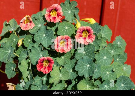 'Ladybird Rose' Dwarf nasturtium, Dvärgkrasse (Tropaeolum moins) Banque D'Images